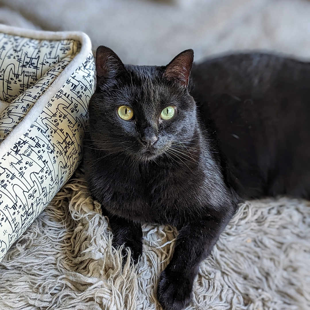 Milo joined the competition — help win amazing prizes! black_cat, cat, pet, animal, feline, indoor, shaggy_rug, cushion, illustration, relaxing, resting, cozy, fur, whiskers, yellow_eyes, green_eyes, domestic_cat, soft_light, closeup, portrait