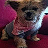 dog, small_dog, scruffy_dog, pet, animal, sitting, couch, sofa, bandana, clothing, floral_pattern, gray_outfit, brown_fur, facial_expression, teeth, pointed_ears, indoors, living_room, portrait, funny