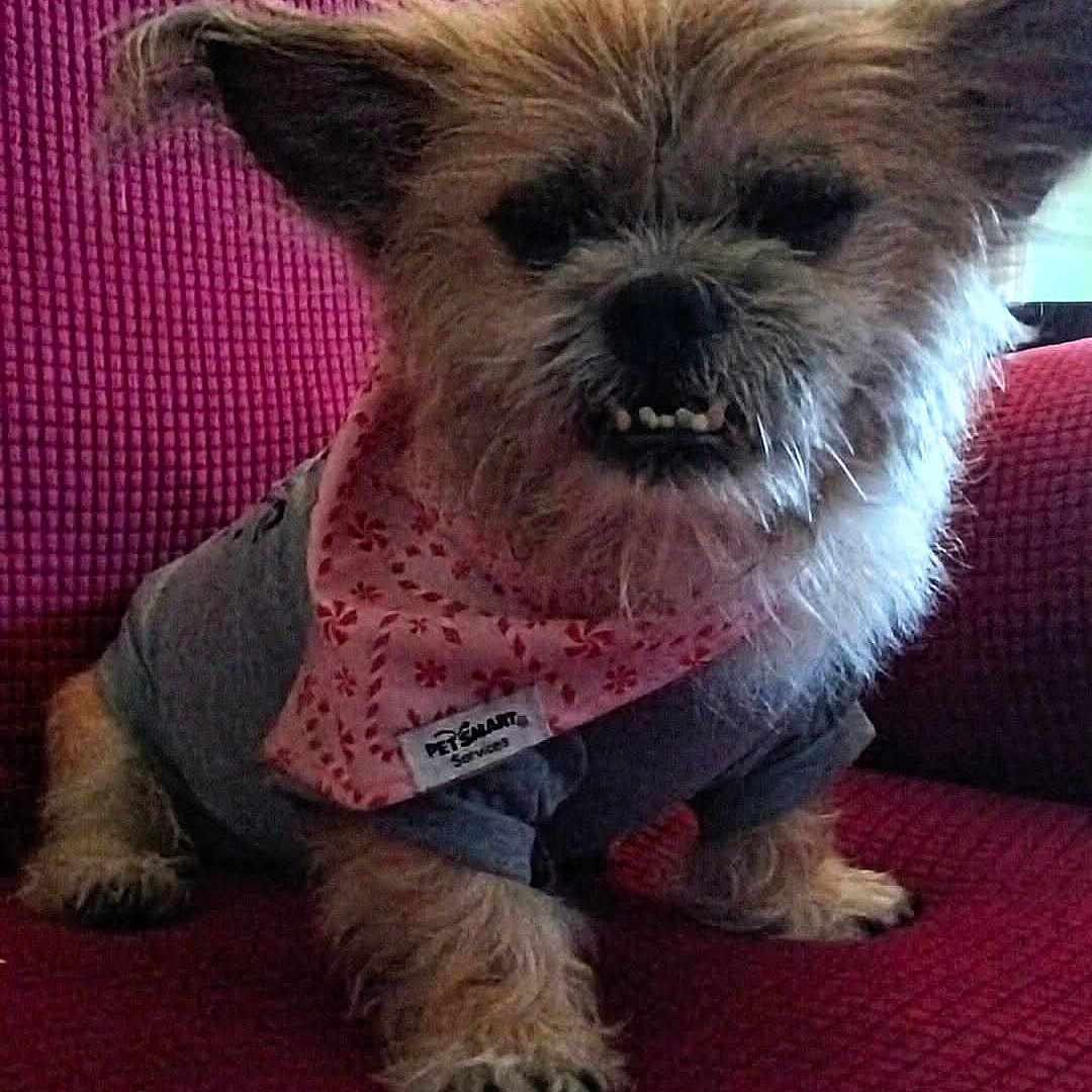Peanut