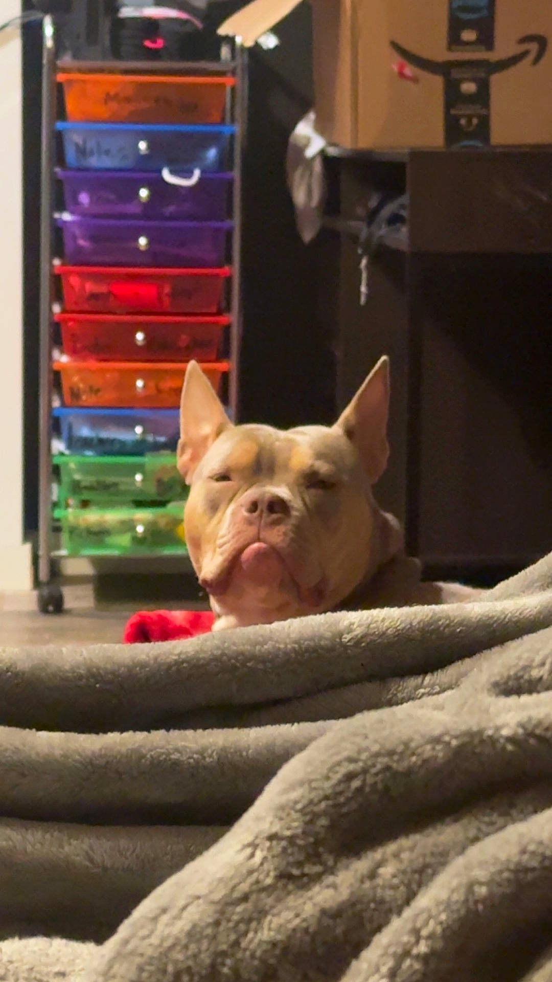 Bella is registered to the contest to win money with this photo: animal, beige, blanket, brown, cardboard_box, cozy, dog, drawer, ears, fabric, floor, furniture, home, indoor, pet, relaxed, resting, sleepy, snout, storage