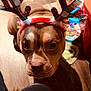 Bella joined the competition — help win amazing prizes! dog, antlers, plaid, headband, pet, indoor, floor, brown, canine, looking_up, holiday, festive, costume, animal, closeup, domestic, cute, ears, snout, expression