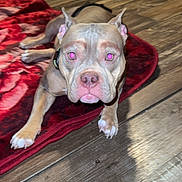 Bella joined the competition — help win amazing prizes! dog, pet, indoor, floor, blanket, brown_dog, lying_down, animal, ears, face, collar, wooden_floor, looking_at_camera, pink_eyes, fur, paw, snout, domestic_animal, home, resting