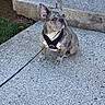 Graffiti is registered to the contest to win money with this photo: dog, french_bulldog, puppy, leash, harness, sitting, concrete, outdoor, grass, pet, animal, brown, black, small_dog, side_view, curious, ears_up, daylight, closeup, texture