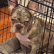 Graffiti joined the competition — help win amazing prizes! dog, french_bulldog, puppy, crate, pet_bed, indoor, brown_floor, collar, cage, pet, animal, canine, fur, ears, sitting, looking, close_up, furniture, home, cute