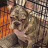 animal, brown_floor, cage, canine, close_up, collar, crate, cute, dog, ears, french_bulldog, fur, furniture, home, indoor, looking, pet, pet_bed, puppy, sitting