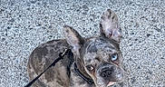 Graffiti is registered to the contest to win money with this photo: dog, french_bulldog, puppy, brindle, blue_eye, leash, pet, animal, canine, ears, alert, looking_up, sitting, outdoor, concrete, sidewalk, young, cute, companion, domestic_animal