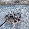 alert, animal, blue_eye, brindle, canine, companion, concrete, cute, dog, domestic_animal, ears, french_bulldog, leash, looking_up, outdoor, pet, puppy, sidewalk, sitting, young