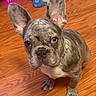 Graffiti joined the competition — help win amazing prizes! dog, french_bulldog, puppy, indoor, wooden_floor, collar, ears, pet, animal, cute, brown, white, beaded_collar, water_bottles, flooring, looking_up, small_dog, domestic_animal, canine, alert