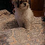 Dior is registered to the contest to win money with this photo: dog, pet, indoor, bedspread, pattern, fluffy, small_dog, curious, cozy, room, furniture, box, carpet, household, animal, fur, companion, cute, domestic, resting