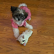 Dior is registered to the contest to win money with this photo: dog, puppy, toy, stuffed_animal, pink_dress, polka_dot, wooden_floor, indoor, pet, cute, small_dog, fur, playful, animal, domestic_animal, lying_down, brown, white, black, fluffy