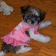 Dior joined the competition — help win amazing prizes! adorable, animal, canine, companion, cute, dog, domestic_animal, fluffy, fur, indoor, laying_down, pet, pet_clothing, pink_dress, playful, puppy, small_dog, toy, wooden_floor, young
