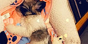 Dior is registered to the contest to win money with this photo: puppy, dog_bed, blanket, toy, sleeping, indoor, wood_floor, carpet, cute, fluffy, pet, cozy, resting, small_dog, colorful, soft_lighting, heart_bokeh, fur, relaxed, home