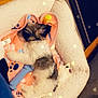puppy, dog_bed, blanket, toy, sleeping, indoor, wood_floor, carpet, cute, fluffy, pet, cozy, resting, small_dog, colorful, soft_lighting, heart_bokeh, fur, relaxed, home