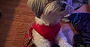 Dior is registered to the contest to win money with this photo: animal, blanket, companion, cozy, cute, dog, domestic, fluffy, front_paws, fur, home, indoor, pet, plaid, red_dress, resting, slippers, small_dog, standing, wooden_floor