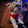 Dior is registered to the contest to win money with this photo: dog, small_dog, fluffy, red_dress, plaid, indoor, wooden_floor, slippers, blanket, pet, cute, standing, front_paws, cozy, animal, fur, domestic, companion, home, resting