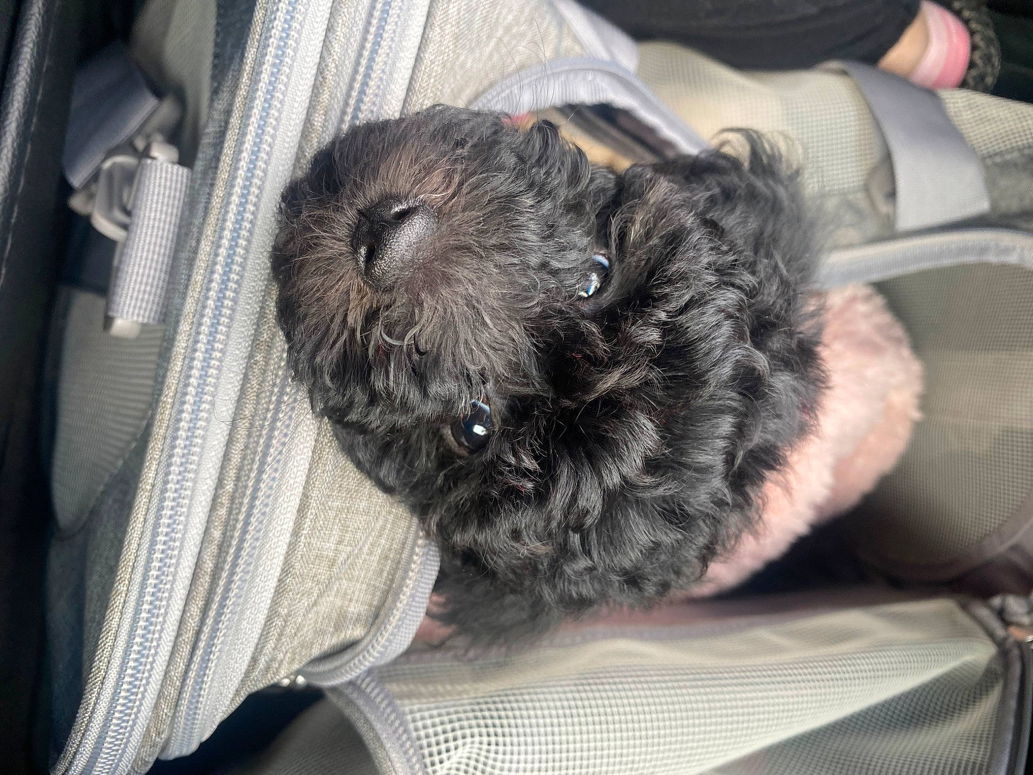 Midnight is registered to the contest to win money with this photo: auto_part, canidae, car_seat, carnivore, chair, claw, comfort, companion_dog, dog, dog_breed, felidae, fur, grey, paw, small_to_medium_sized_cats, terrestrial_animal, terrier, toy_dog, whiskers, working_animal