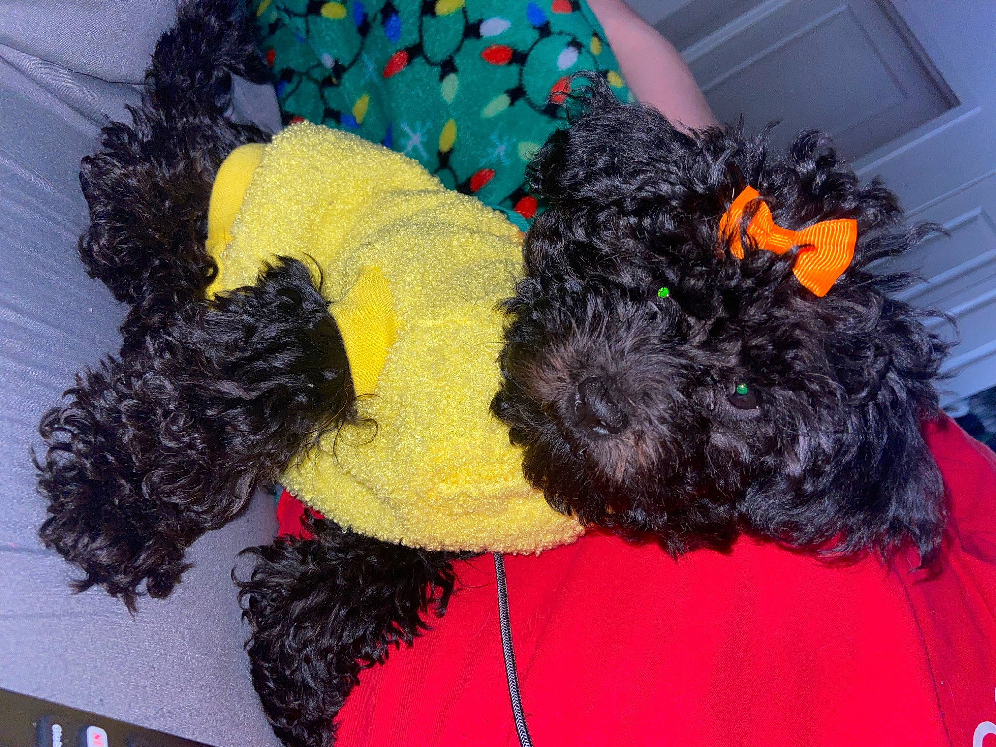 Midnight joined the competition — help win amazing prizes! canidae, carnivore, collar, companion_dog, dog, dog_breed, dog_clothes, dog_collar, dog_supply, fashion_accessory, fur, magenta, mammal, pet_supply, sporting_group, terrier, toy_dog, vertebrate, water_dog, working_animal