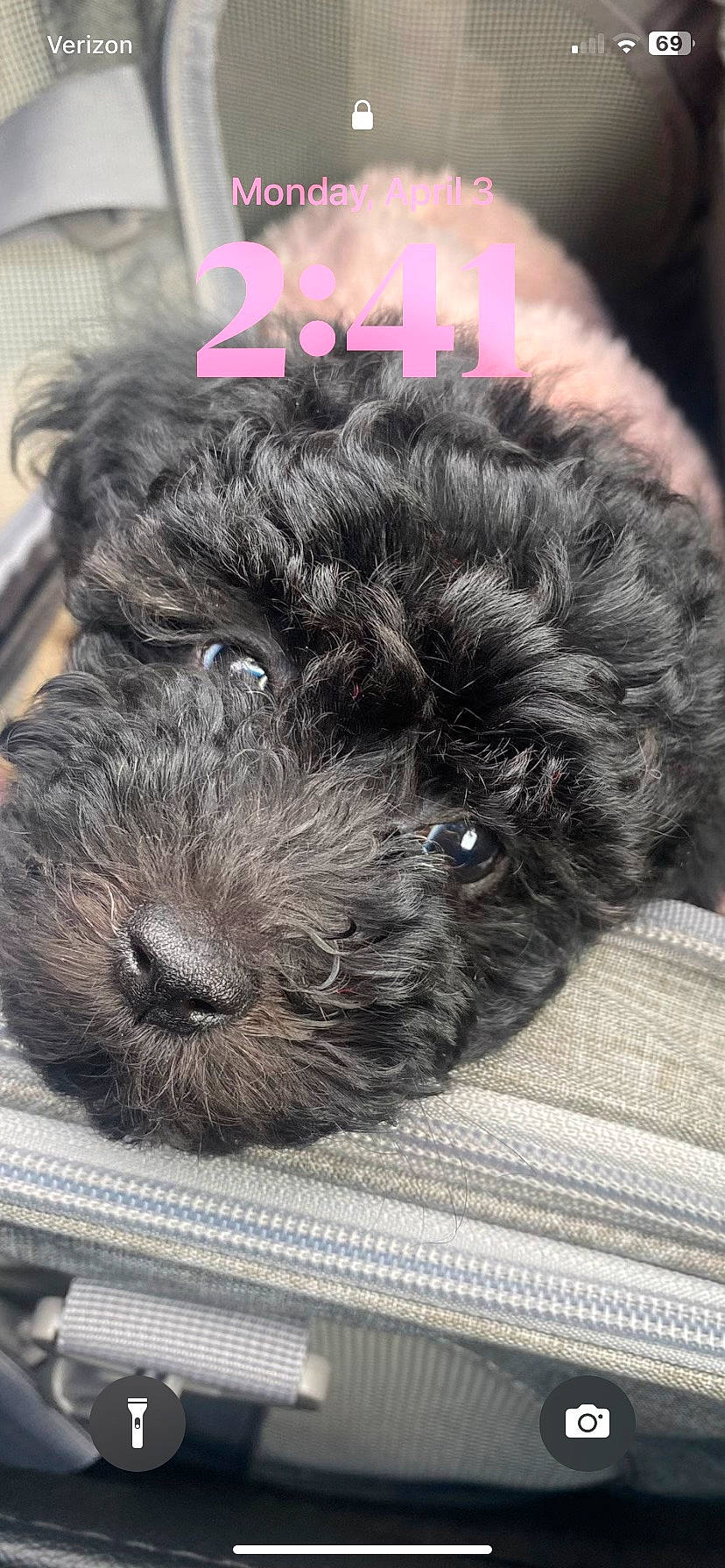 Midnight joined the competition — help win amazing prizes! canidae, carnivore, collar, companion_dog, dog, dog_breed, dog_collar, fur, hair, labradoodle, liver, pet_supply, snout, sporting_group, terrestrial_animal, terrier, toy_dog, water_dog, whiskers, working_animal