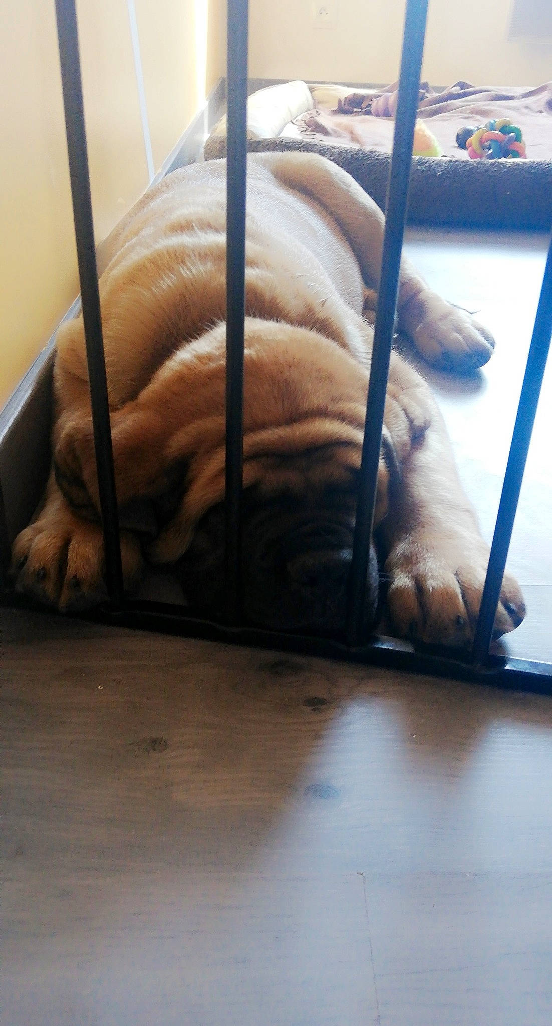 Ragnar a rejoint le concours — aidez-le/la à gagner de superbes lots ! bed, carnivore, cat, comfort, companion_dog, dog_breed, fawn, felidae, floor, flooring, hardwood, linens, pet_supply, small_to_medium_sized_cats, snout, tail, toy, toy_dog, whiskers, wood