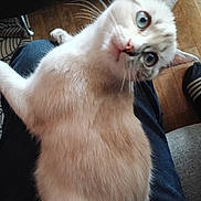 Lucky a rejoint le concours — aidez-le/la à gagner de superbes lots ! cat, blue_eyes, fur, whiskers, pet, indoor, wooden_floor, lap, curious, animal, domestic_cat, feline, close_up, person, clothing, black_pants, chair, home, relaxed, tilted_head