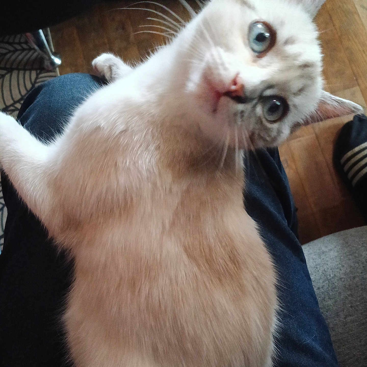 Lucky a rejoint le concours — aidez-le/la à gagner de superbes lots ! animal, black_pants, blue_eyes, cat, chair, close_up, clothing, curious, domestic_cat, feline, fur, home, indoor, lap, person, pet, relaxed, tilted_head, whiskers, wooden_floor