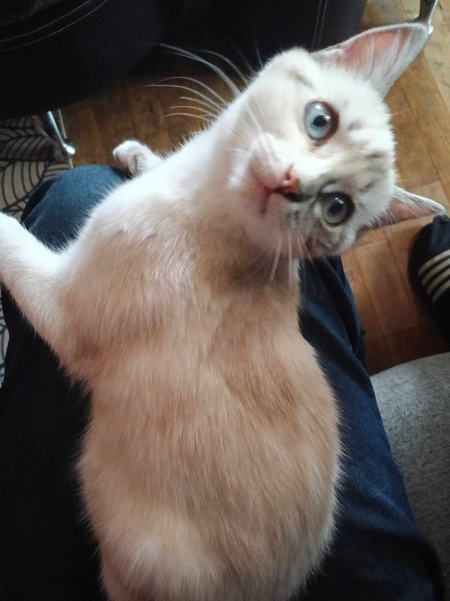 Lucky a rejoint le concours — aidez-le/la à gagner de superbes lots ! cat, blue_eyes, fur, whiskers, pet, indoor, wooden_floor, lap, curious, animal, domestic_cat, feline, close_up, person, clothing, black_pants, chair, home, relaxed, tilted_head