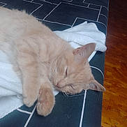 Gugus a rejoint le concours — aidez-le/la à gagner de superbes lots ! animal, bed, beige_cat, blanket, cat, closeup, comfort, cozy, cute, fur, indoor, nap, paw, peaceful, pet, relaxation, resting, sleeping, soft, whiskers