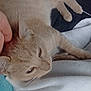 animal, beige_cat, blanket, blue_blanket, cat, closeup, comfort, cozy, ear, fur, hand, human_interaction, indoor, pet, relaxing, resting, sleepy, soft_texture, whiskers, white_blanket