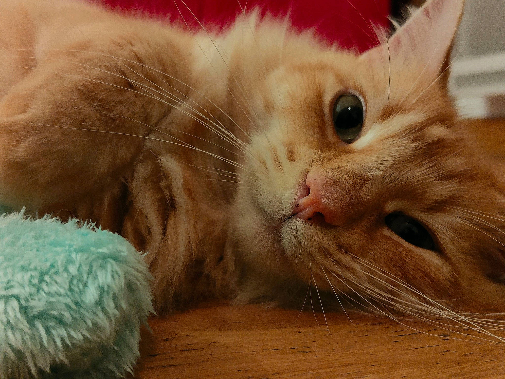 Choco a rejoint le concours — aidez-le/la à gagner de superbes lots ! carnivore, cat, claw, domestic_short_haired_cat, fawn, felidae, flooring, fur, hardwood, paw, small_to_medium_sized_cats, snout, whiskers, wood