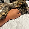 animal, bed, cat, closeup, comfort, cozy, domestic_animal, feline, fur, hand, indoor, nap, person_hand, pet, quilt, relaxation, resting, sleeping, tabby_cat, whiskers