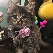 Lourdes joined the competition — help win amazing prizes! kitten, cat, fluffy, blue_eyes, pink_flower, collar, pet, cute, feline, indoor, curious, fur, animal, small, standing, reflection, mirror, colorful_background, table, adorable