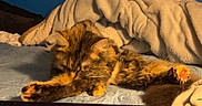 Lourdes is registered to the contest to win money with this photo: cat, bed, blanket, blue_wall, quilt, stretching, furniture, indoor, pet, cozy, sleeping, fur, animal, relaxed, soft_lighting, domestic, resting, comfort, home, feline