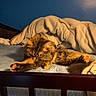 animal, bed, blanket, blue_wall, cat, comfort, cozy, domestic, feline, fur, furniture, home, indoor, pet, quilt, relaxed, resting, sleeping, soft_lighting, stretching