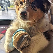 Brooky participe au concours pour gagner de l'argent avec cette photo : puppy, dog, indoor, paw, sock, fur, window, sunlight, cute, pet, animal, closeup, young, resting, soft, adorable, brown, black, white, nose