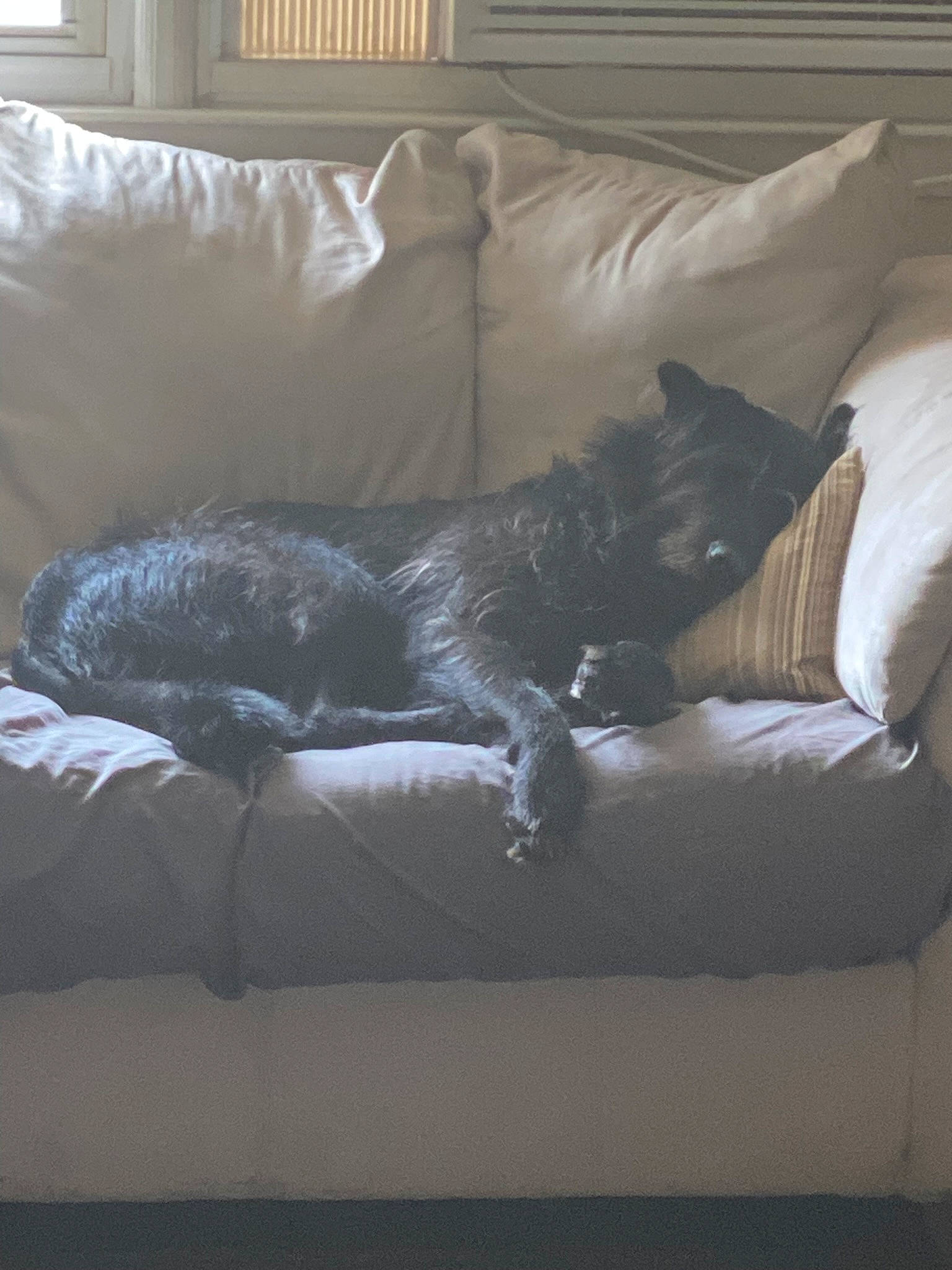 Loki is registered to the contest to win money with this photo: brown, carnivore, cat, comfort, companion_dog, couch, dog_breed, felidae, flooring, fur, furniture, grey, living_room, room, sleeper_chair, small_to_medium_sized_cats, sporting_group, studio_couch, tints_and_shades, whiskers