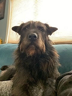 Loki is registered to the contest to win money with this photo: canidae, carnivore, companion_dog, dog, dog_breed, fur, liver, picture_frame, small_terrier, sporting_group, terrestrial_animal, terrier, working_animal, working_dog