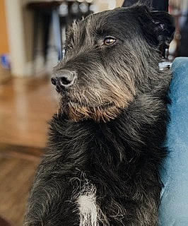 Loki is registered to the contest to win money with this photo: canidae, carnivore, companion_dog, dog, dog_breed, ear, fur, hardwood, kerry_blue_terrier, schnauzer, small_terrier, snout, sporting_group, standard_schnauzer, terrier, toy_dog, water_dog, working_animal, working_dog