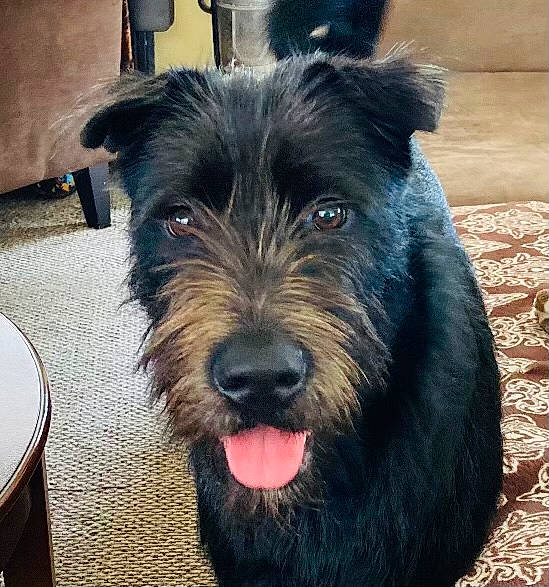Loki is registered to the contest to win money with this photo: canidae, carnivore, companion_dog, dog, dog_breed, fur, puppy, schnauzer, small_terrier, snout, sporting_group, standard_schnauzer, terrier, toy_dog, water_dog, working_animal, working_dog, yorkipoo