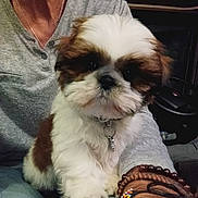 Vasco participe au concours pour gagner de l'argent avec cette photo : accessories, animal, ankle, anklet, bodypart, bracelet, canine, clothing, couch, dog, furniture, jewelry, necklace, ornament, person, pet, puppy, strap, terrier, wristwatch