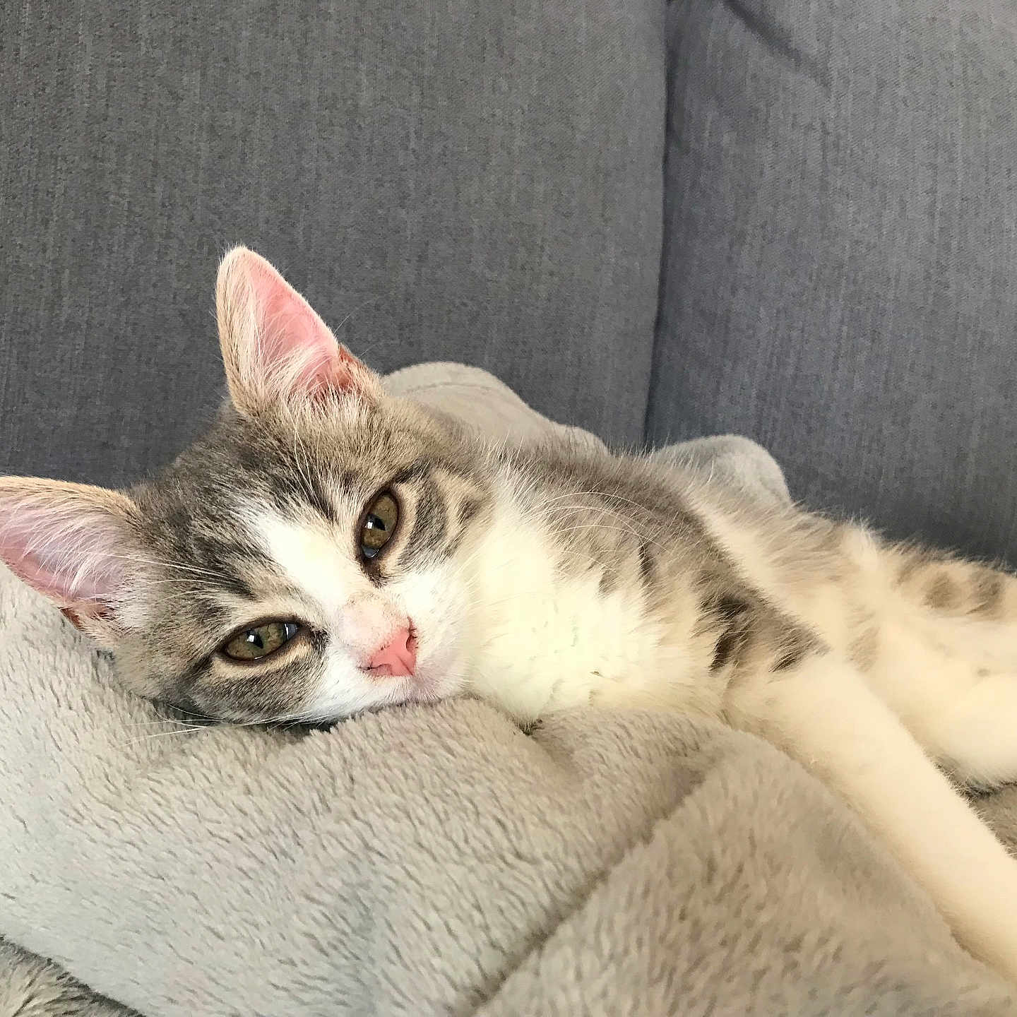 Mimie a rejoint le concours — aidez-le/la à gagner de superbes lots ! abyssinian, animal, blanket, cat, chair, couch, cushion, egyptiancat, furniture, homedecor, indoors, kitten, manx, person, pet, sleeping