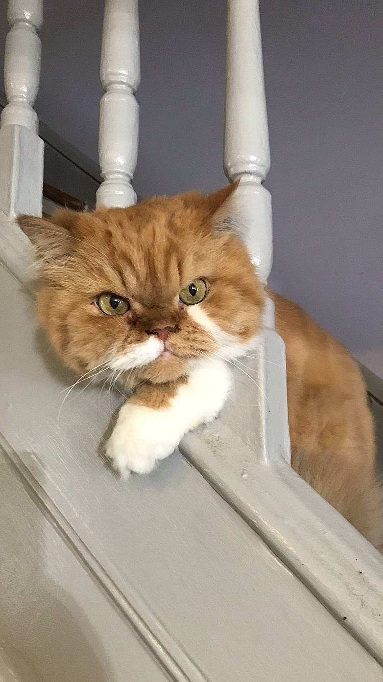 Sammy joined the competition — help win amazing prizes! basket, box, carnivore, cat, cat_supply, comfort, domestic_short_haired_cat, fawn, felidae, fur, pet_supply, shelf, small_to_medium_sized_cats, snout, tail, whiskers, window, wood