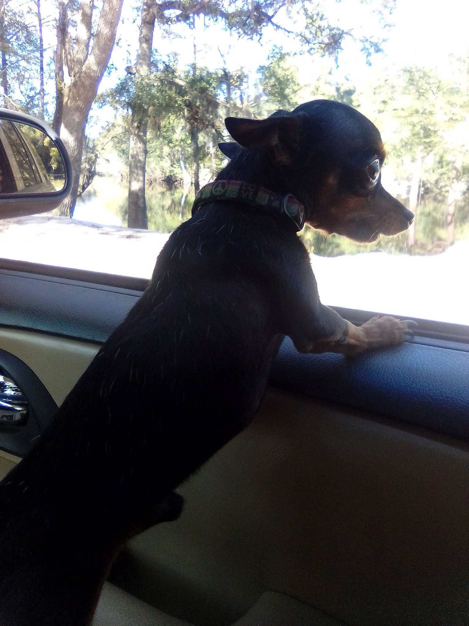 Tuffy is registered to the contest to win money with this photo: auto_part, automotive_design, automotive_exterior, automotive_mirror, automotive_window_part, car, carnivore, companion_dog, dog, dog_breed, motor_vehicle, plant, sky, snout, steering_wheel, tints_and_shades, tree, vehicle, vehicle_door, windshield