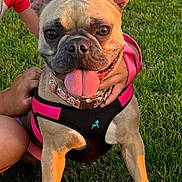 Flor is registered to the contest to win money with this photo: dog, french_bulldog, pet, animal, grass, outdoor, sunlight, ears, tongue, harness, collar, person, hand, playing, cute, happy, summer, nature, canine, park