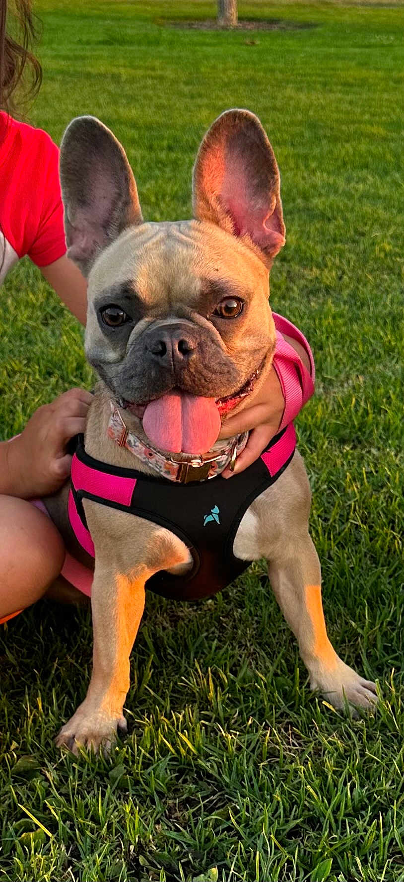 Flor is registered to the contest to win money with this photo: dog, french_bulldog, pet, animal, grass, outdoor, sunlight, ears, tongue, harness, collar, person, hand, playing, cute, happy, summer, nature, canine, park
