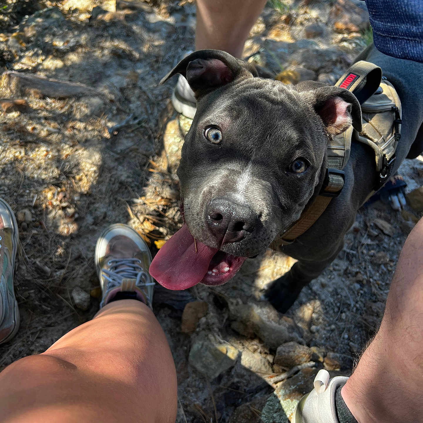 Bentley joined the competition — help win amazing prizes! adult, animal, canine, clothing, dog, footwear, glove, grass, male, man, pants, person, pet, puppy, runningshoe, sandal, shoe, shorts, sneaker, soil