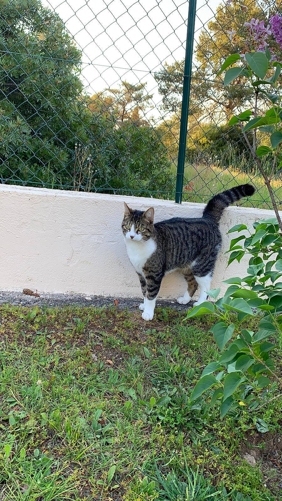 Mistigri a rejoint le concours — aidez-le/la à gagner de superbes lots ! canidae, carnivore, cat, domestic_short_haired_cat, fawn, felidae, fence, fur, grass, groundcover, plant, small_to_medium_sized_cats, snout, tail, terrestrial_animal, tree, trunk, whiskers, wildlife, wood