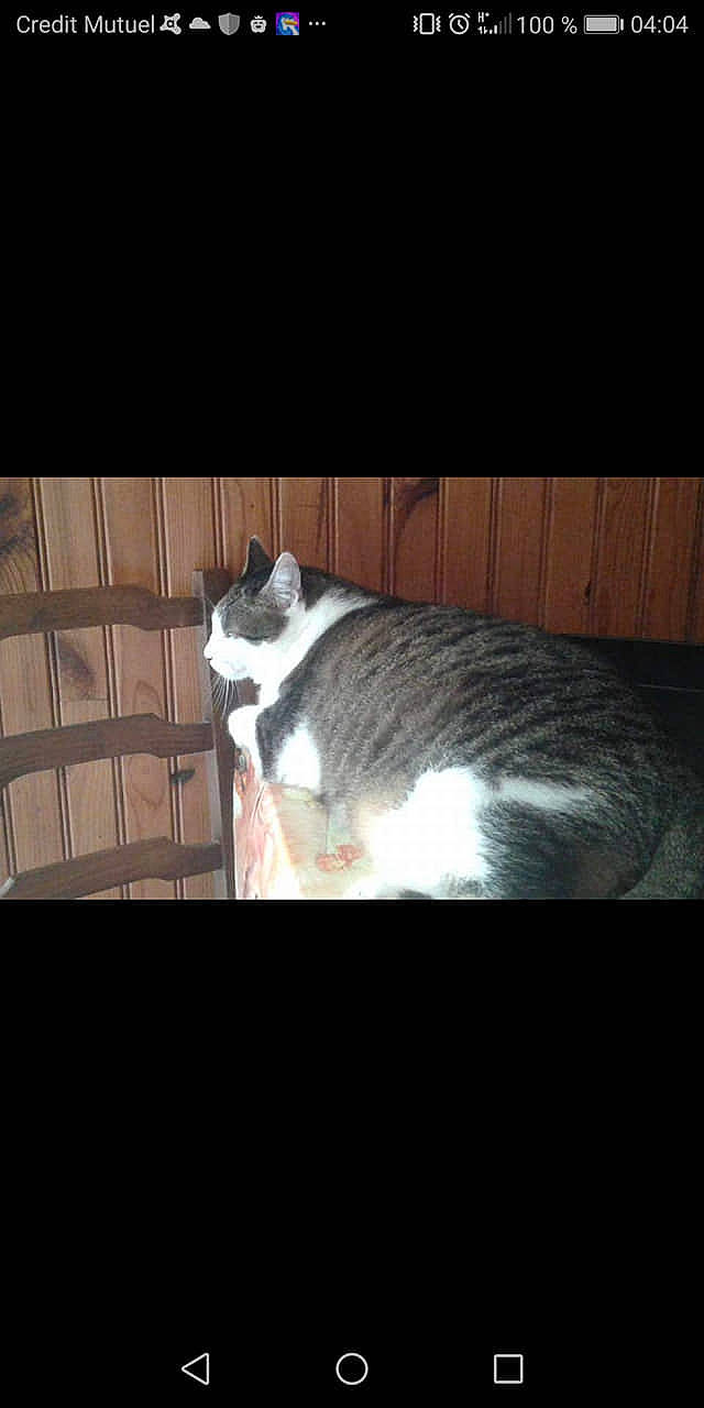 Casanova participe au concours pour gagner de l'argent avec cette photo : canidae, carnivore, cat, felidae, mammal, photo_caption, small_to_medium_sized_cats, snout, square, tail, whiskers