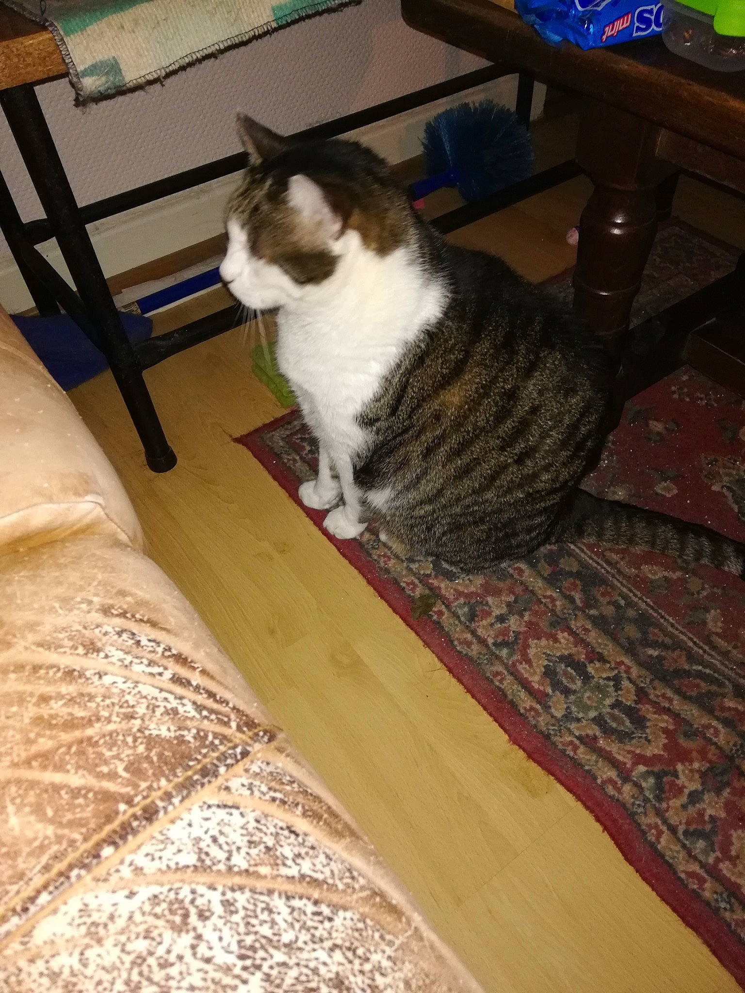 Casanova participe au concours pour gagner de l'argent avec cette photo : carnivore, cat, domestic_short_haired_cat, european_shorthair, felidae, flooring, hardwood, small_to_medium_sized_cats, table, tail, whiskers, wood