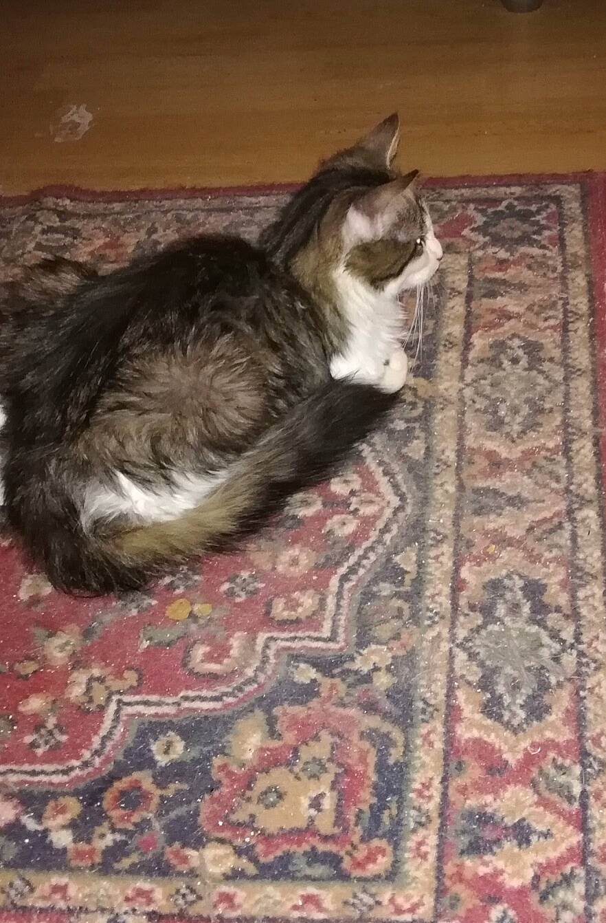 Casanova participe au concours pour gagner de l'argent avec cette photo : carnivore, cat, domestic_short_haired_cat, european_shorthair, felidae, fur, kitten, norwegian_forest_cat, small_to_medium_sized_cats, tail, whiskers