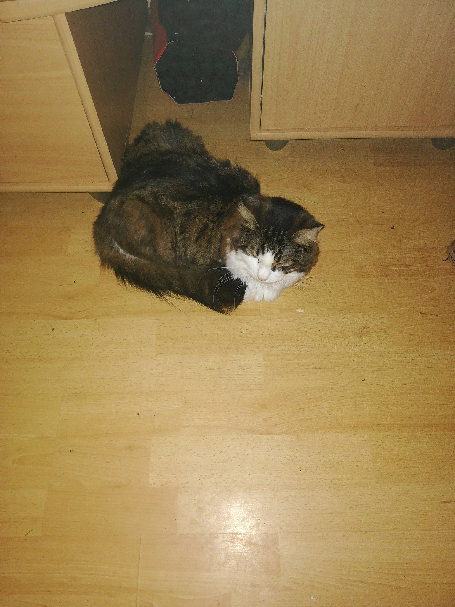 Zeus a rejoint le concours — aidez-le/la à gagner de superbes lots ! canidae, carnivore, cat, dog_breed, felidae, floor, flooring, fur, hardwood, small_to_medium_sized_cats, tail, whiskers, wood